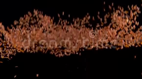 红米飞起落在黑色的背景上慢动作食物录像视频的预览图