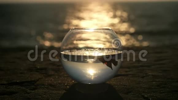 干净的水小鱼漂浮在海滩上的圆形水族馆日落中视频的预览图