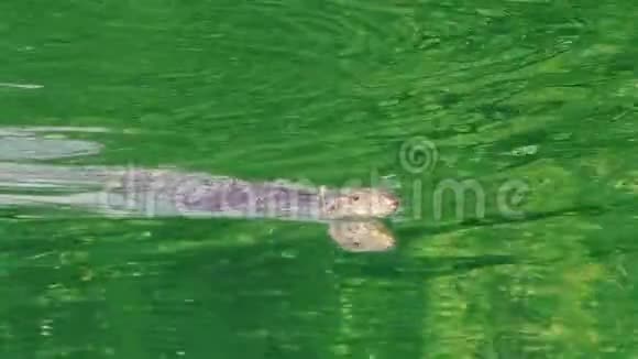 来自红树林的亚洲水监测器在翡翠河中游泳照相机在变焦时看着他视频的预览图