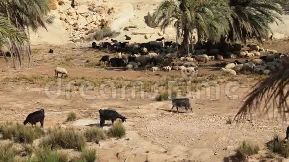 绵羊在突尼斯沙漠绿洲放牧视频的预览图