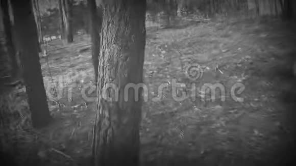把新鲜的树倒在森林的地上视频的预览图