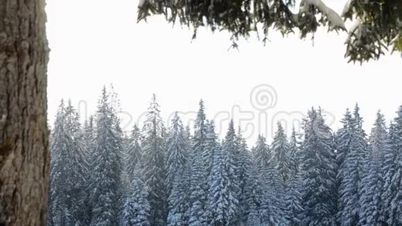 雪落在阳光面前森林里的雪花冬天雪覆盖了山上的松树下雪的早晨视频的预览图