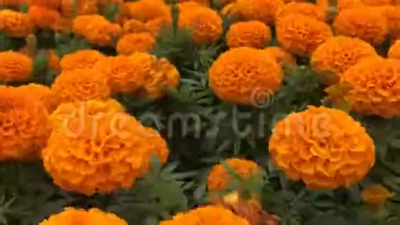 高速飞越橘黄色的花田接近盛开的花视频的预览图