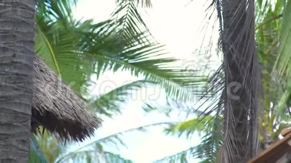 海滩棕榈树干叶的夏季平房屋顶茅屋平房和绿枝棕榈树视频的预览图