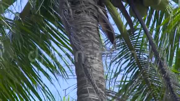椰子树上的椰子坚果靠近蓝天背景下热带森林中的绿色棕榈树视频的预览图