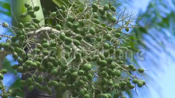蓝天背景下热带森林中绿果果槟榔棕榈树晴空万里的槟榔树视频的预览图