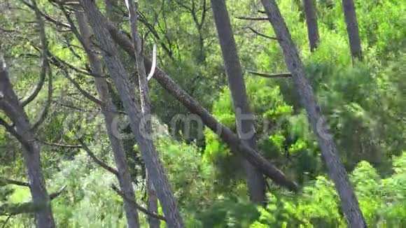 树木植物和风视频的预览图