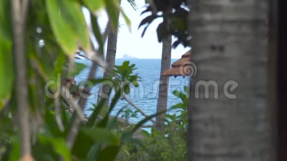 碧海夏日沙滩上的棕榈树绿色的热带植物景观热带棕榈树和岸上的绿色植物视频的预览图