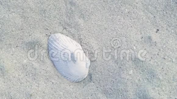 在夏天的海边沙滩上躺着贝壳靠近沙滩的贝壳视频的预览图