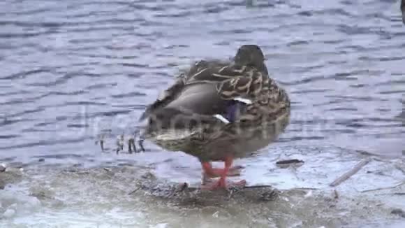 冬季河中的单身雌鸭视频的预览图