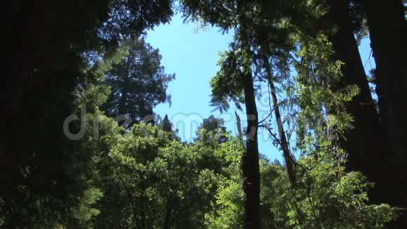 透过森林树木打开天空视频的预览图