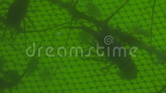 刺龙虾在渔场的水里游泳渔业养殖石龙虾小龙虾小龙虾视频的预览图