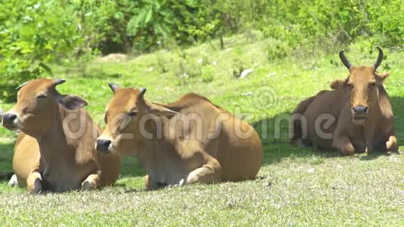 奶牛和公牛躺在夏季牧场的绿色草地上夏天奶牛群在绿茵场上饲养牲畜视频的预览图