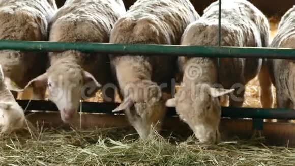 绵羊养殖印度支视频的预览图