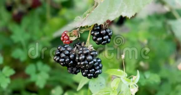 新鲜的黑莓水果在树枝上视频的预览图