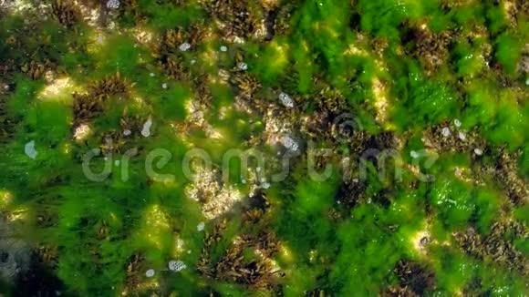 泡沫的波浪在透明的水中与绿色海藻滚动视频的预览图