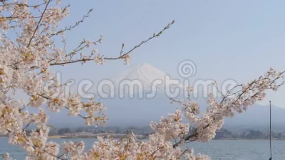 樱花与山川美子湖富士视频的预览图