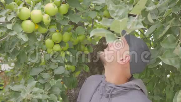职业农民在果园里统一采摘苹果苹果收成很好视频的预览图