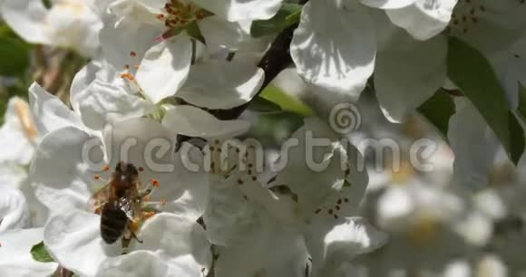 欧洲蜂蜜蜂蜜蜂蜜蜂蜜蜂觅食苹果树花授粉法诺曼底实时视频的预览图