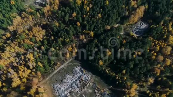 鸟瞰秋松和白桦林的灰烬遗址视频的预览图