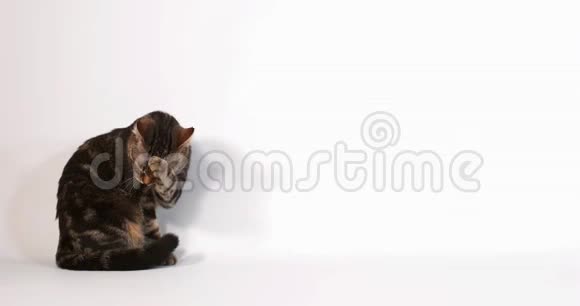 棕色Tab家庭猫在白色背景下采摘慢动作视频的预览图