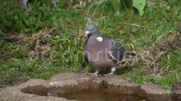 木鸽饮用水视频的预览图