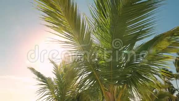 带太阳的热带棕榈树蓝天上有云视频的预览图
