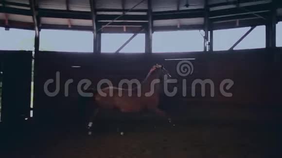 在小木竞技场上奔跑的马视频的预览图