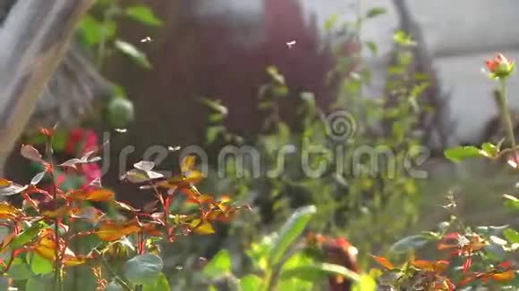 昆虫群苍蝇视频的预览图