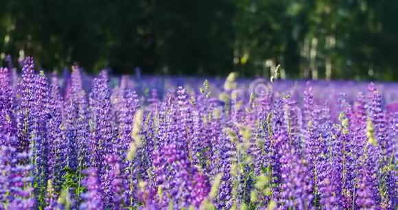 在一个温暖的夏日早晨开着花的草地美丽明亮的紫色背景视频的预览图