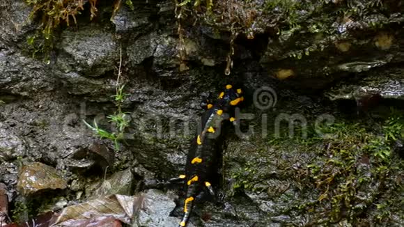大自然中的蜥蜴森林中的黑爬行动物和黄刺两栖动物视频的预览图
