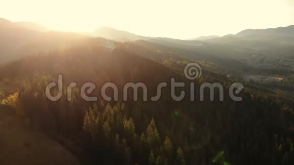 云杉林无人机空中野山视频的预览图