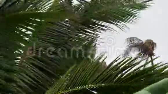台风和季风在热带暴雨下的棕榈树泰国暴雨季节视频的预览图