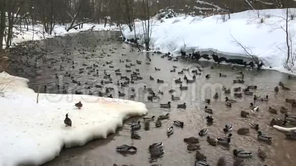 冬天湖里的鸭子视频的预览图