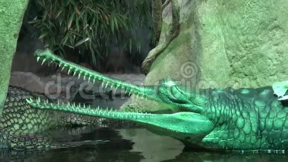 加维亚印第安人加维亚利斯伽维亚鳄鱼组濒危鳄鱼鳄鱼绿色加维亚野生动物视频的预览图