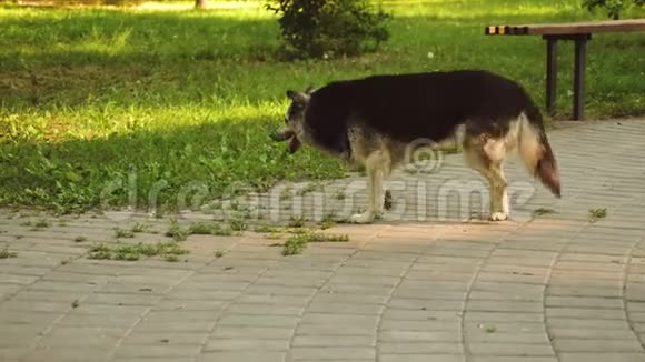 善良的狗走过夏天的公园视频的预览图