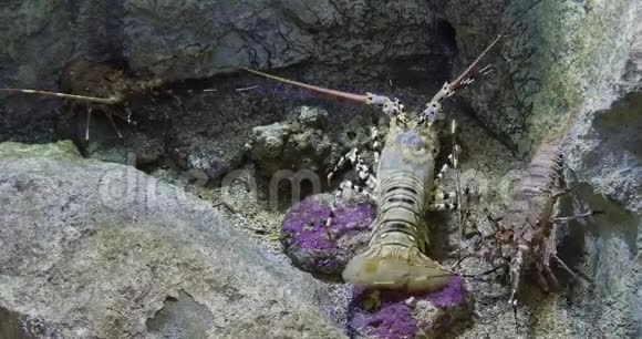 彩绘刺龙虾或彩绘岩龙虾泛紫病毒云彩龙成人站在岩石上实时视频的预览图