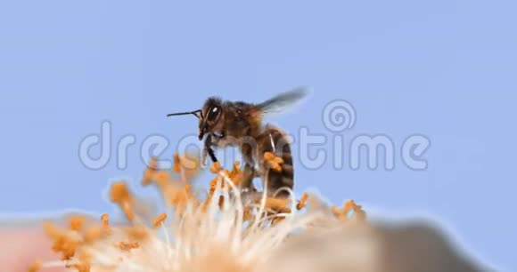 欧洲蜂蜜蜂蜜蜂蜜蜂飞行觅食花波兰化法案诺曼底慢动作视频的预览图