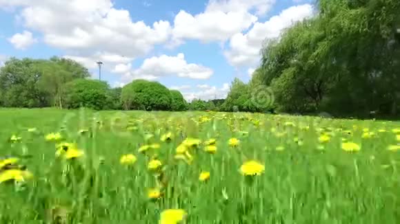 夏日草地上有蒲公英视频的预览图