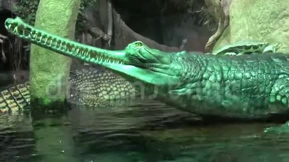加维亚印第安人加维亚利斯伽维亚鳄鱼组濒危鳄鱼鳄鱼绿色加维亚野生动物视频的预览图