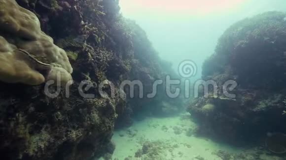 海底珊瑚礁水下景观在深海潜水时射击水下世界珊瑚礁和视频的预览图