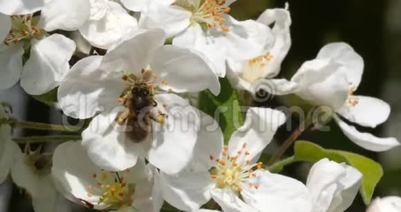 欧洲蜂蜜蜂蜜蜂蜜蜂蜜蜂觅食苹果树花授粉法诺曼底实时视频的预览图