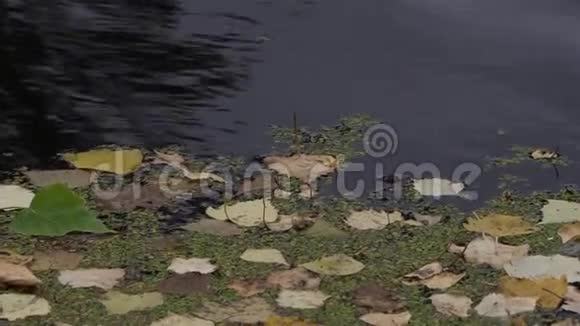 秋天的一天落叶漂浮在池塘或湖泊的暗水面上视频的预览图