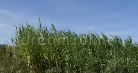 风在芦苇卡马格在法国东南部实时视频的预览图