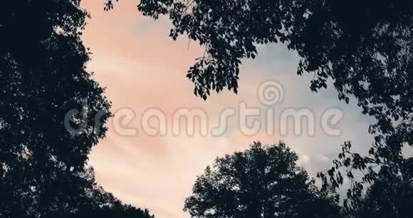森林树木剪影和绿春夏叶在夕阳的天空云和太阳耀光在森林中飞舞视频的预览图