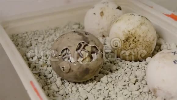 豹龟Stigmochelys或Geochelonepardalis宝宝视频的预览图