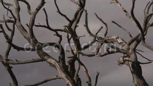 死谷的死树视频的预览图