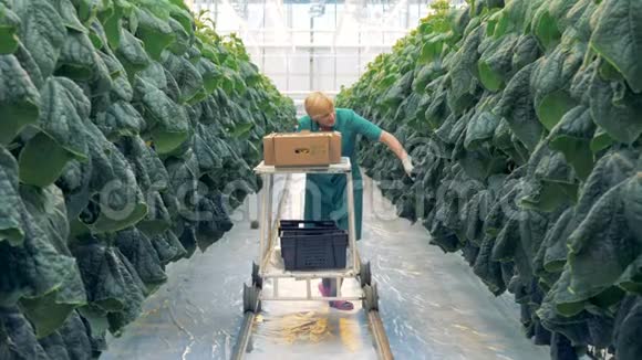 一位女绿色植物工人正在用收获的黄瓜拉一辆手推车并在寻找更多视频的预览图