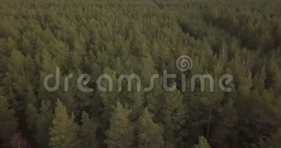 飞越森林飞向大海视频的预览图