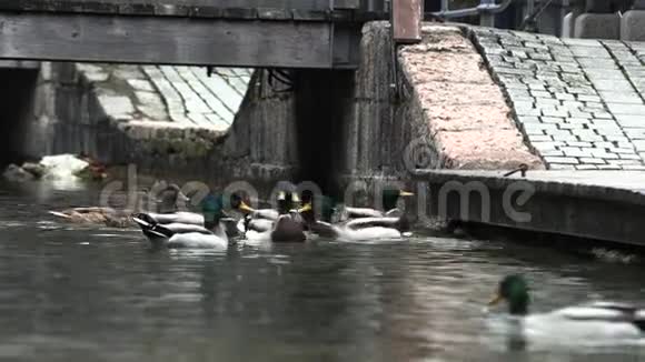野鸭在码头上嬉戏动作缓慢视频的预览图